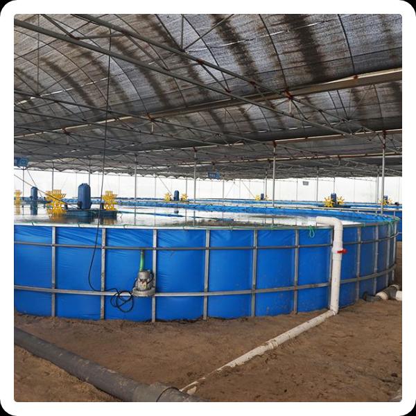 Maximizing efficiency and minimizing environmental impact in shrimp farming