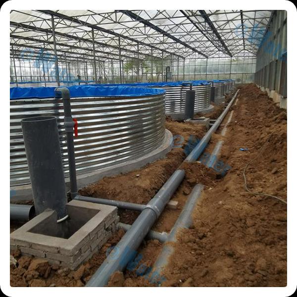 Healthy fish growth and development through efficient feeding solutions.