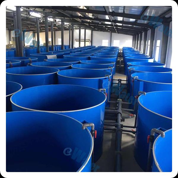 Driving The Adaption to Innovative Fish Processing Machines For Export Competitive Edge