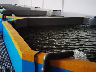 Why Modern RAS Aquaculture Facilities Achieve Predictable Harvest Cycles