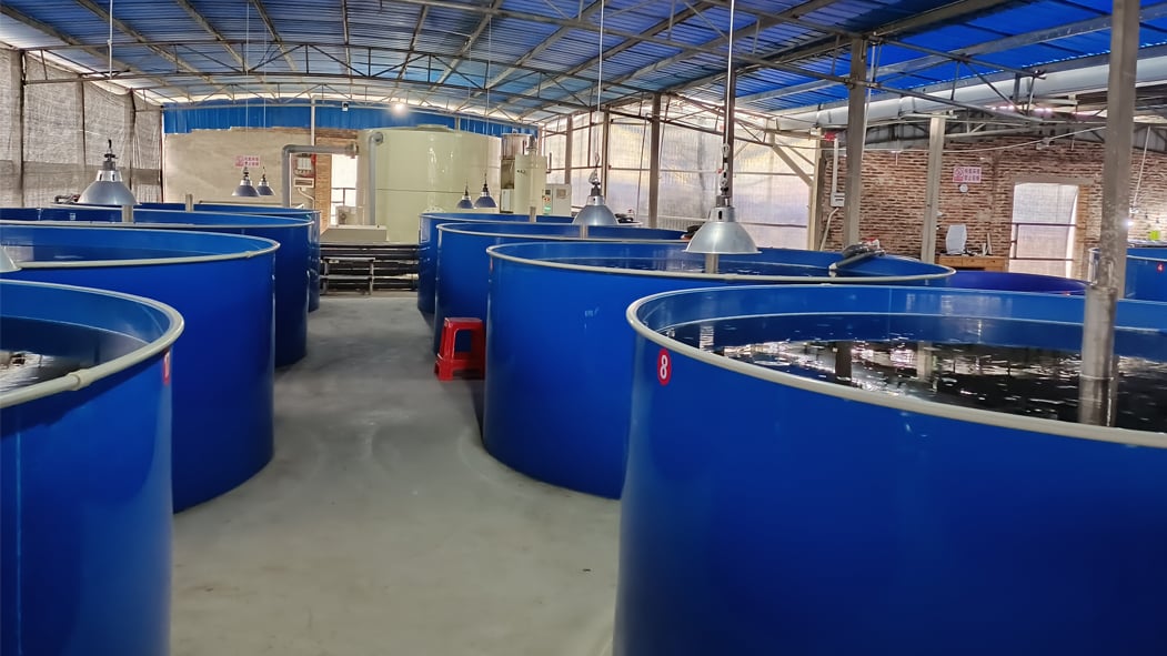 Pisciculture Fish Farming Trout Incubator Shrimp System RAS factory