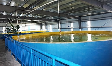 Industrial Ozone Generator Machine for Aquaculture System factory