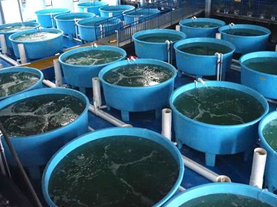 How Automated Fish Farming Equipment Reduces Labor Dependencies