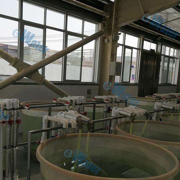 Utilization of Ras Fish