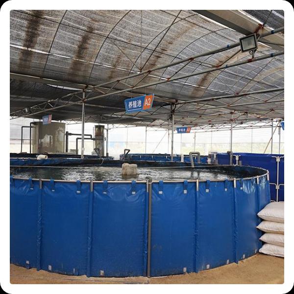 Using Indoor Lobster Farming