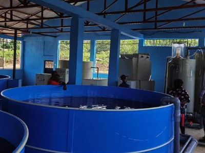 How Automated Shrimp Harvesters Revolutionize Farm Output