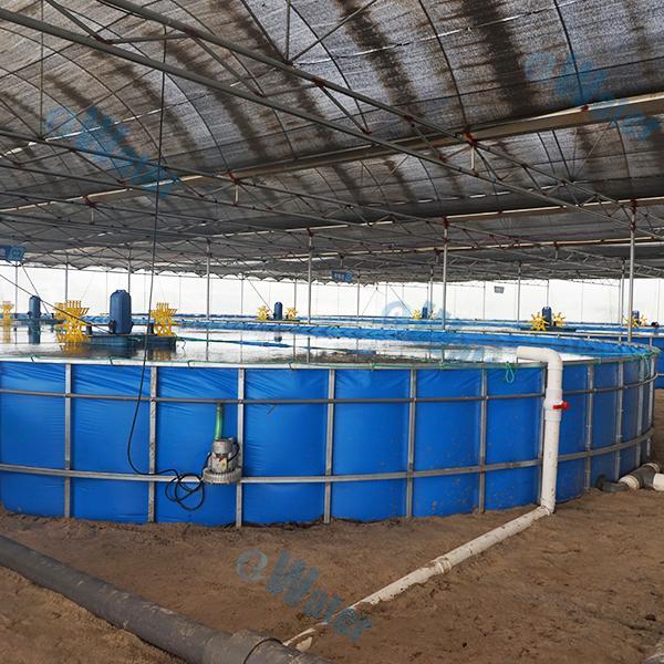 RAS systems in shrimp production