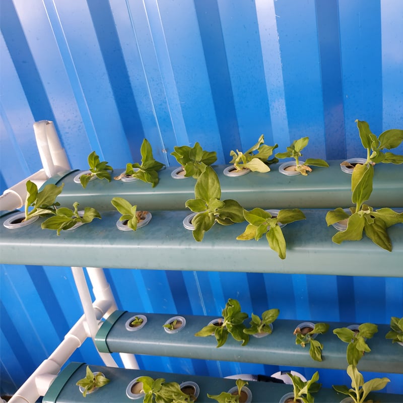 Commercial Aquaponic System and Fish Farming System manufacture