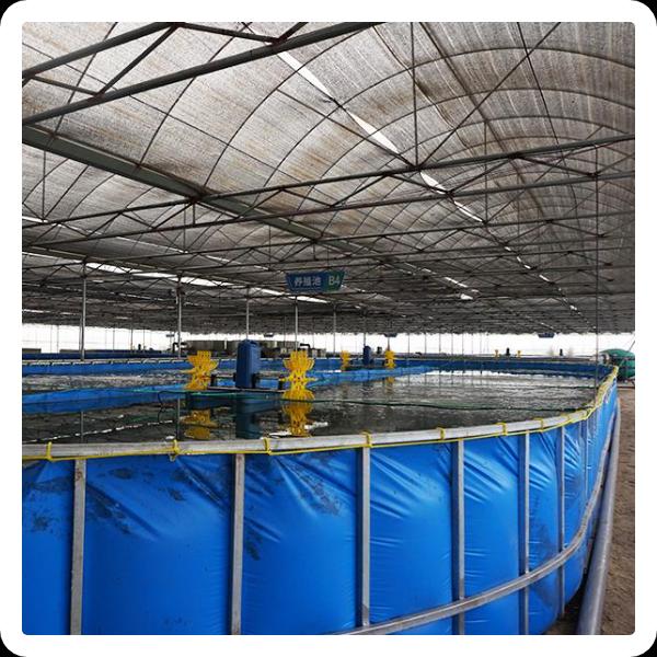 Sustainable practices for ras shrimp farming