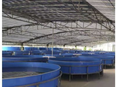 Optimizing Water Recirculation Systems in Modern Hatcheries