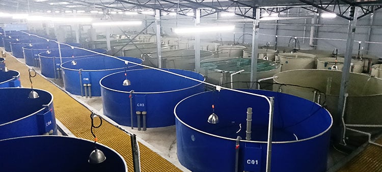 Intensive Fish Growing Aquaculture Systems details