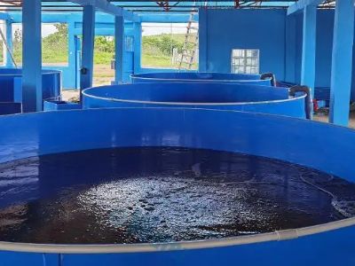 Why Eco-Friendly Recirculating Aquaculture Outperforms Open Net Pens