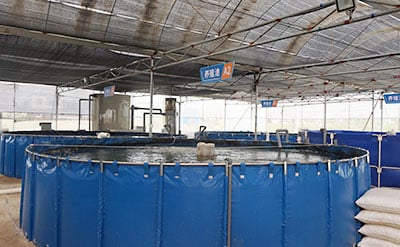 Intensive Fish Growing Aquaculture Systems details
