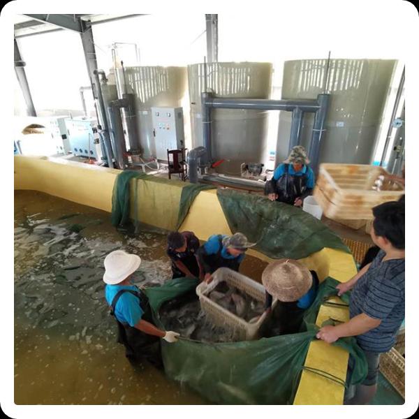 How to Use Fish Water Pump