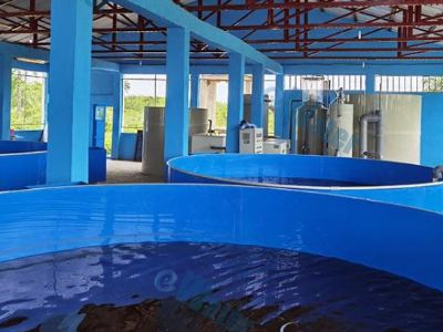 What Water Flow Patterns Optimize Larval Survival Rates