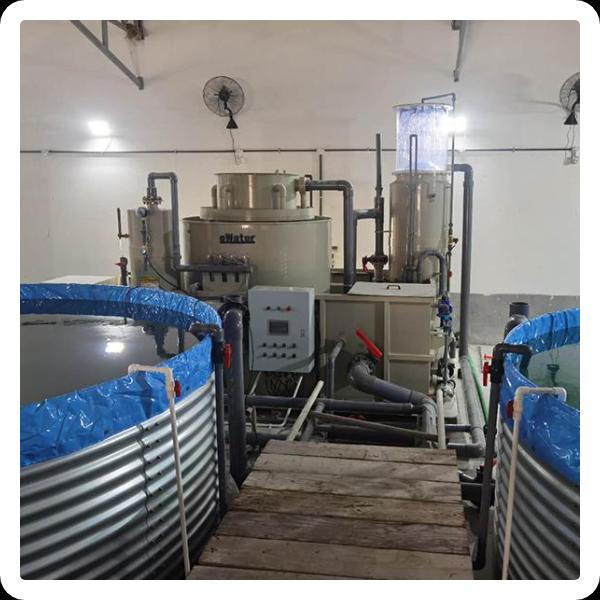 Safety of RAS System Fish
