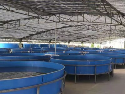 What Drives Successful Inland Shrimp Culture in Low-Salinity Waters