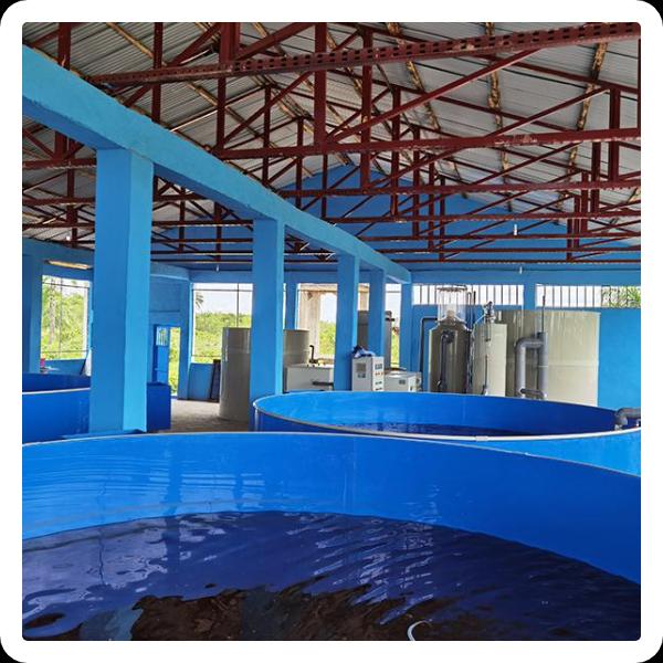 Reducing Maintenance Time with Aquaculture Drum Filters