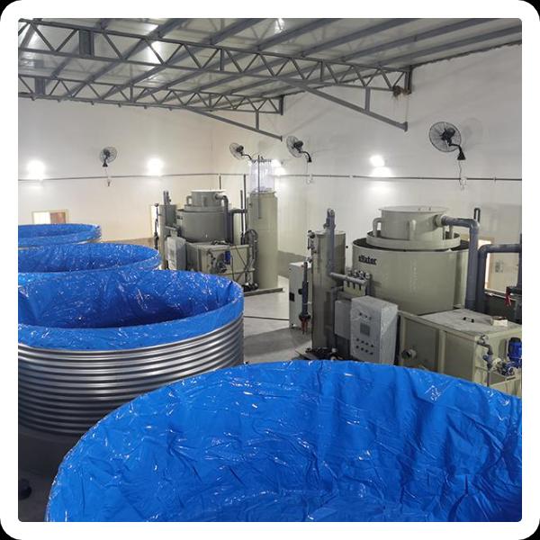 Innovation in RAS System Fish Farming