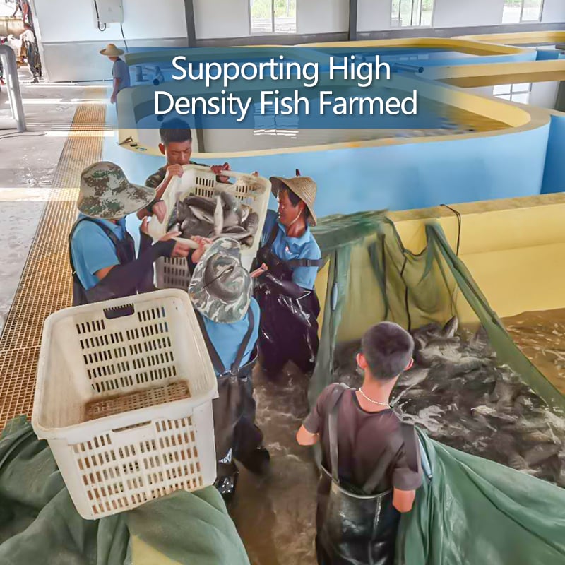 Pisciculture Fish Farming Trout Incubator Shrimp System RAS factory