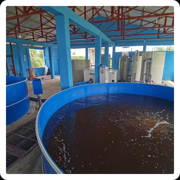 Improving Fish Farming Efficiency with Technology