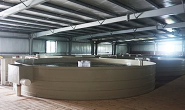 Industrial Ozone Generator Machine for Aquaculture System supplier