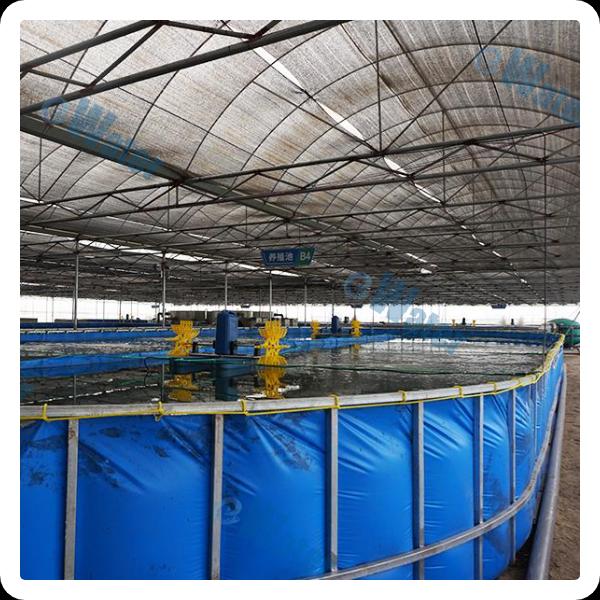 Maximizing profits in the ras shrimp industry