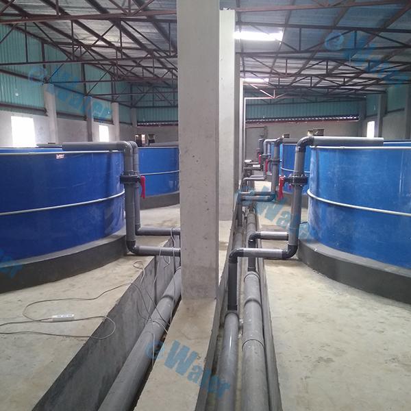 Comparison to Other Ras Systems in Crab Aquaculture