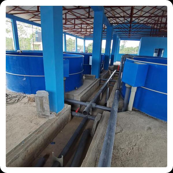 The Importance of Proper Filtration in Aquaculture