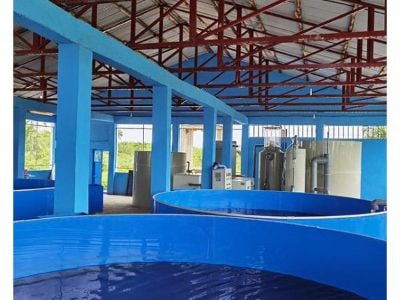 Why Aquaponics Systems Are Becoming Essential in Sustainable Food Production