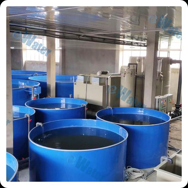 Enhancing Fish Production and Water Quality with RAS Technology