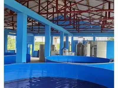 Why Sustainable Fish Hatchery Operations Drive Aquaculture Profitability