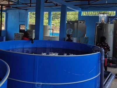 Automation Trends in Oxygen Generation for Aquaculture