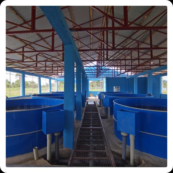 Indoor Fish Farming - An Overview