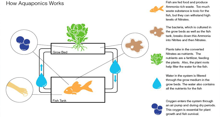 Aquaponics System supplier