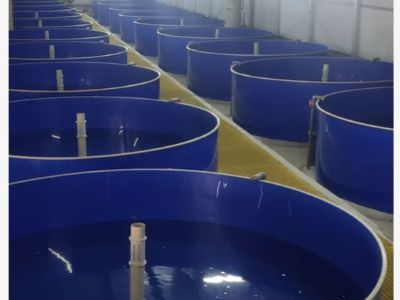 Why Hatchery Temperature Control Is Critical for Egg Viability