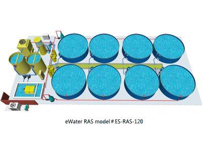 Exploring the Benefits of Recirculating Aquaculture Systems in Fish Farming