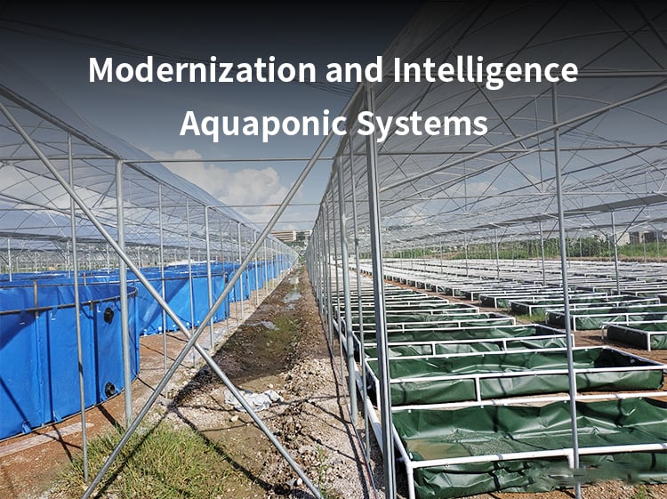 Commercial Aquaponic System and Fish Farming System factory