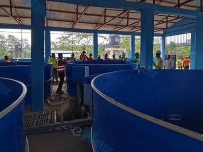 Aquaponics Systems Integrated with IoT Monitoring Solutions