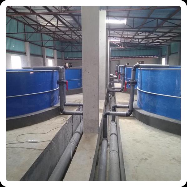 Also read: Crab ras system aquaculture, Virology - benefits and challenges