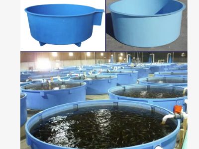 Why Incubation Trays Are the Backbone of Hatchery Success?