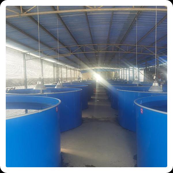 Crucial Characteristics of Modern Fish Hatchery Equipment