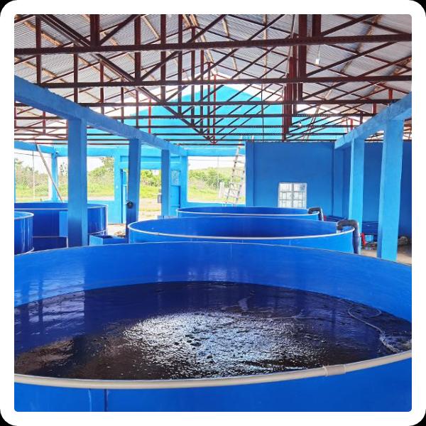 Enhance Oxygen Levels in Your Fish Tank