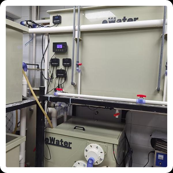How They Work to Improve Fish Health and Growth?