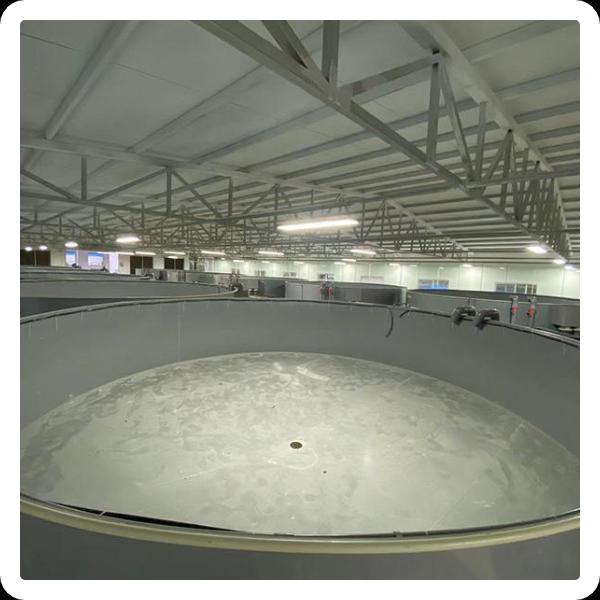 Safety of RAS Fish Farming