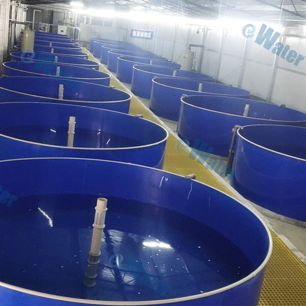 Fremtidige innovationer inden for RAS-aquakultur