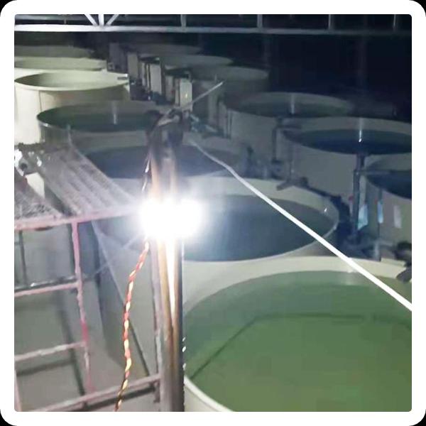 Using Shrimp Farming