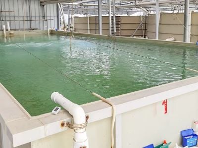 Sistema acuícola de recirculación en circuito cerrado que protege a los peces de patógenos