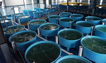 RAS Aquaculture Bio Filter Media System manufacture