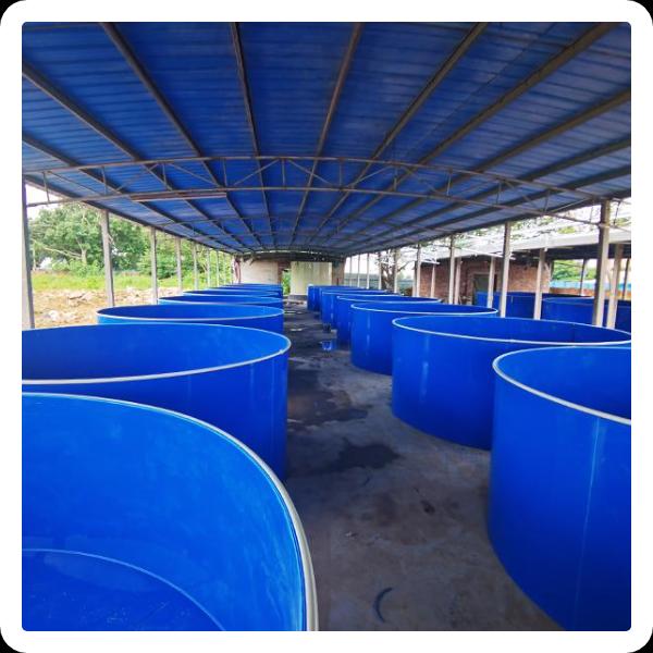 Aquaculture Techniques and Devices Development
